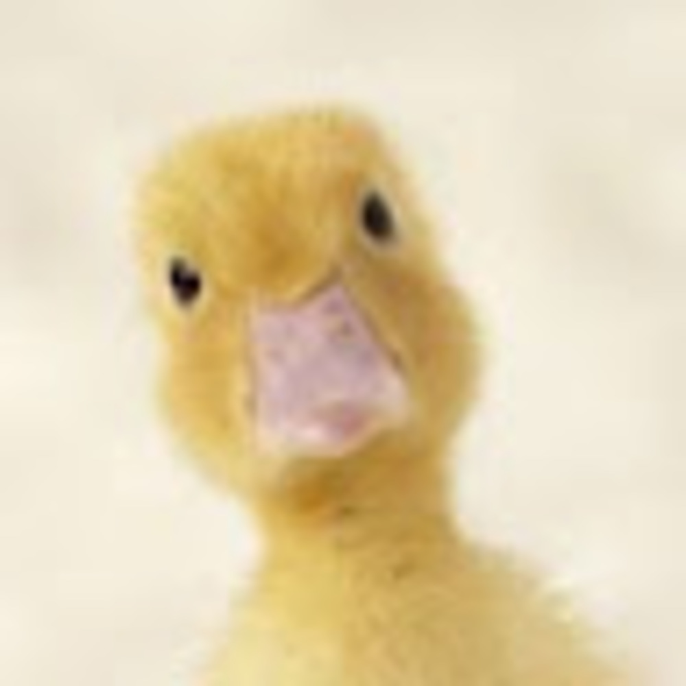 Meet your Posher, Juliet